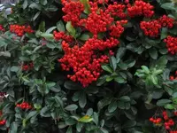 Bild 869.webp