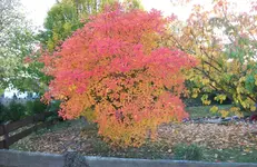 Herbst.webp