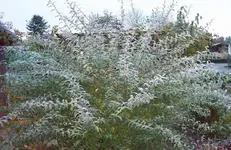 Frost 1.webp