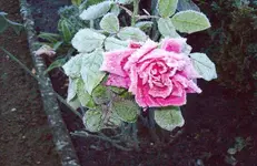 Frost 2.webp