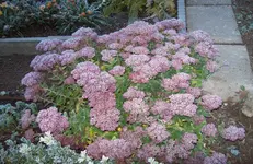 Frost 3.webp