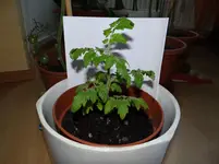 kleine Vilma.webp