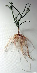 3a_gewaschen.webp
