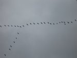 Vogelzug -  Ab in den Süden .....jpg