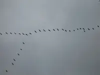 Vogelzug -  Ab in den Süden .....webp