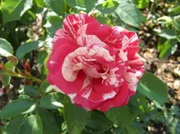CIMG5879.webp