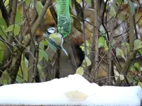Blaumeise.webp