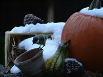 Herbstdeko mit Kohlmeise.webp