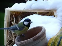 Kohlmeise1.webp
