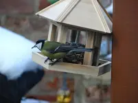 Kohlmeise2.webp