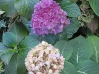 Bild 2238.webp