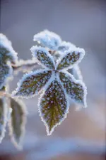 Brombeere im Winter1.webp