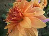 Hörbst 003.webp