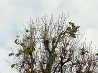 Herbstlaub_050.webp