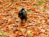 Herbstlaub_053.webp