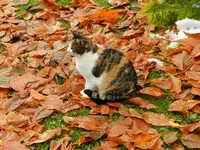 Herbstlaub_054.webp