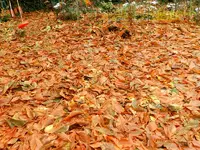 Herbstlaub_051.webp