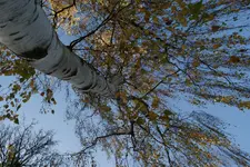 Herbstlich_2_DSC00906.webp