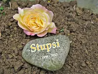 Stupsi v.webp