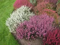 Bild 420.webp