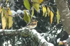 2012_1029Herbst0023 bergfink.webp