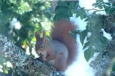 2012_1030Herbst0001 eichhörnchen ,.webp