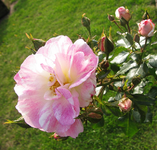 sorbet framboise.webp