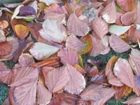 Bild 2267.webp