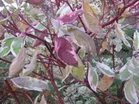 Bild 2266.webp
