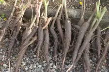 Knollen von Wunderblumen.webp