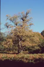 möve001.webp