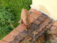 zicklein03.webp