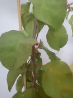 DSC01492.webp