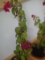 DSC01491.webp