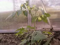 Tomate2_11_12.webp