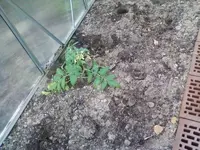 TomateEinsam2_11_12.webp