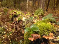 Feucht.webp