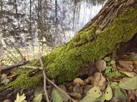 Eichenmoos.webp