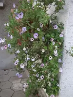 DSCF2633.webp