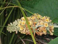 DSCF2636.webp