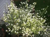 DSCF2638.webp