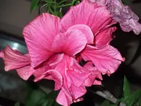 DSCF2643.webp