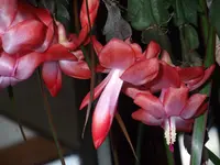 DSCF2645.webp