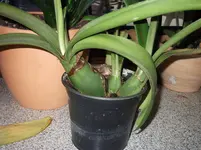 DSCF2648.webp