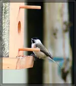 comp_DSC00848.webp