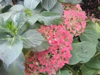 Bild 2237.webp