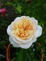 a english garden.webp