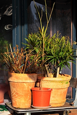 Physalis_Hortensie_Oleander auf Rollwagen_400.webp