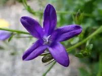 Blümchen.webp