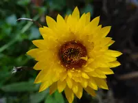 Strohblume.webp
